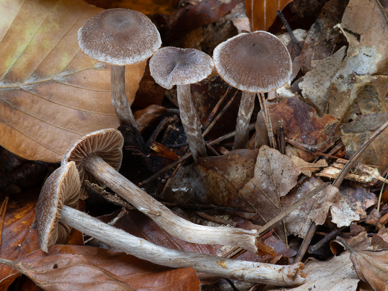 Cortinarius pilatii